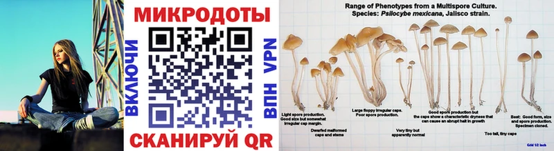это какой сайт  Волгореченск  Псилоцибиновые грибы GOLDEN TEACHER 